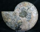 Split Ammonite Fossil (Half) - Agatized #7973-1